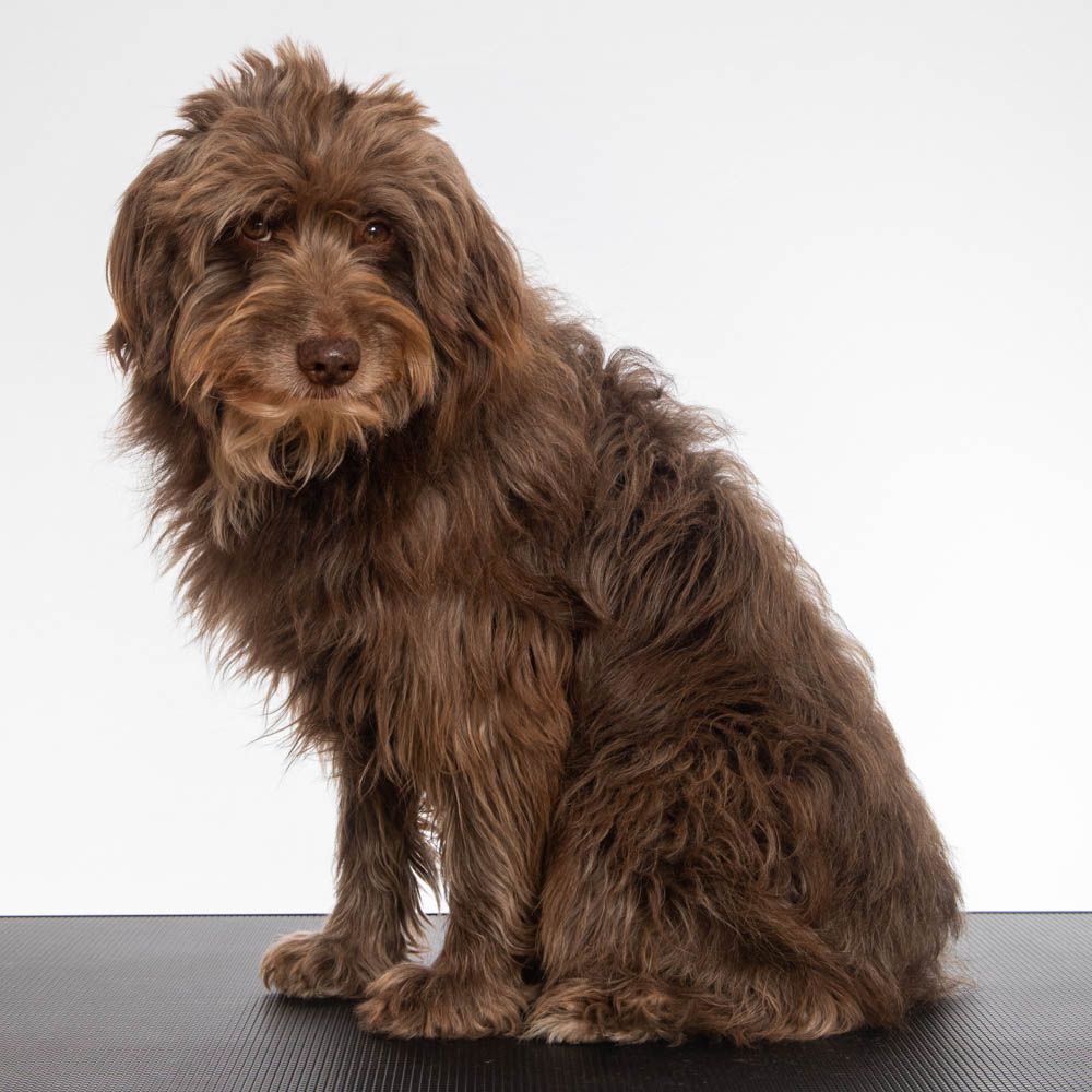 schöngemacht hundefriseur Hallstadt