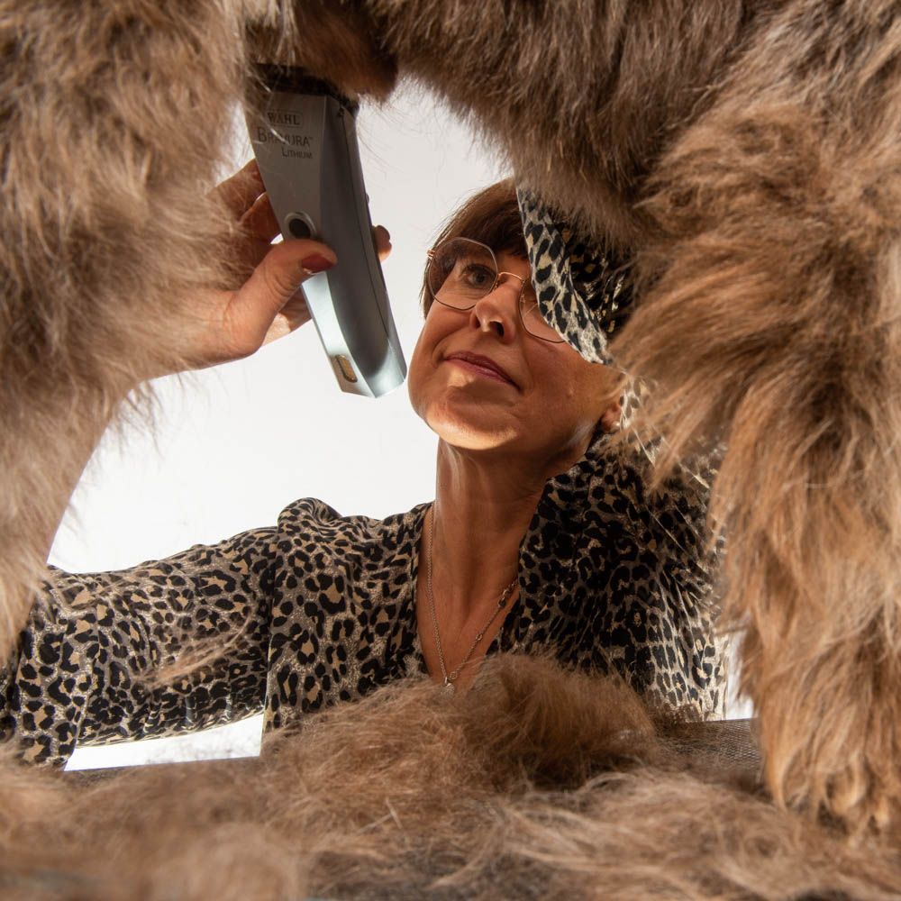 schöngemacht hundefriseur Hallstadt