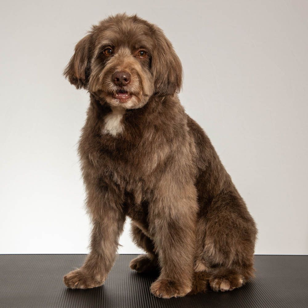 schöngemacht hundefriseur Hallstadt