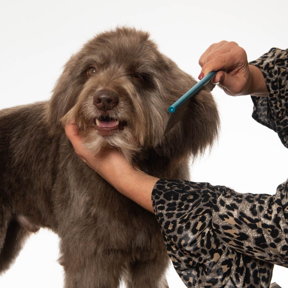 schöngemacht hundefriseur Hallstadt